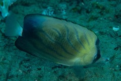 Chaetodon blackburnii