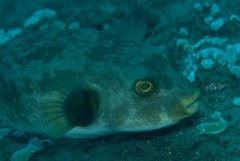 Arothron immaculatus