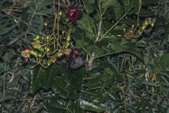 Rousettus leschenaultii