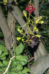 Rousettus leschenaultii