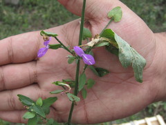 Dicliptera brachiata