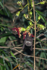 Rousettus leschenaultii