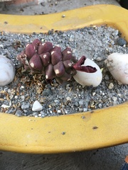 Gibbaeum