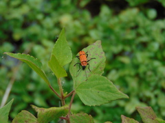 Chauliognathus togatus
