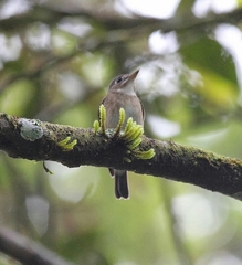 Muscicapa muttui