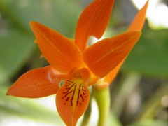 Guarianthe aurantiaca