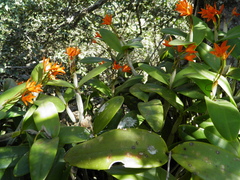 Guarianthe aurantiaca