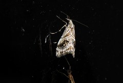 Gadira acerella