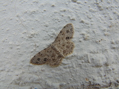 Scopula plantagenaria