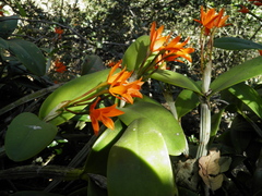 Guarianthe aurantiaca
