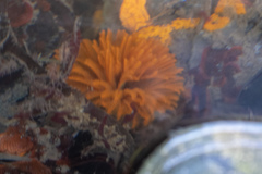 Eudistylia polymorpha