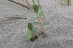 Pimelea villosa