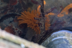 Eudistylia polymorpha