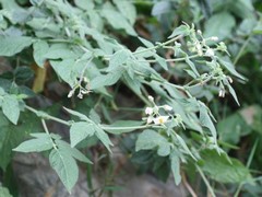 Solanum caripense