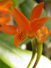 Guarianthe aurantiaca