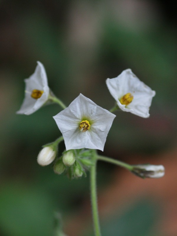 Solanum caripense