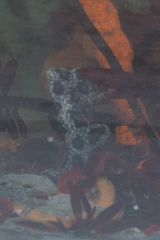 Styelidae
