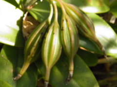 Guarianthe aurantiaca
