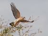 Red-shouldered Hawk - Photo (c) Richard Wottrich, some rights reserved (CC BY-NC), uploaded by Richard Wottrich