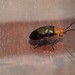 Lamprolina aeneipennis - Photo (c) Jack Crosbie, algunos derechos reservados (CC BY-NC), uploaded by Jack Crosbie