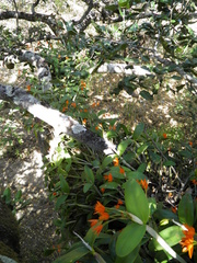 Guarianthe aurantiaca