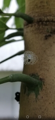 Araneae