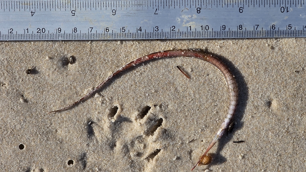 Gulf pipefish (Stigmatopora argus) — Syngnathidae