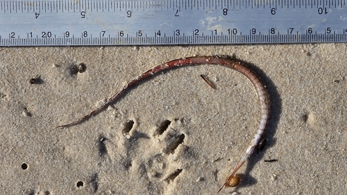 Gulf pipefish (Stigmatopora argus) — Syngnathidae