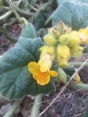 Ibicella lutea