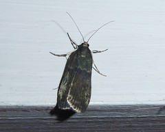 Eudonia cataxesta