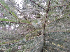 Picea chihuahuana