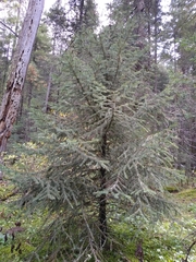 Picea chihuahuana