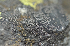 Rhizocarpon badioatrum