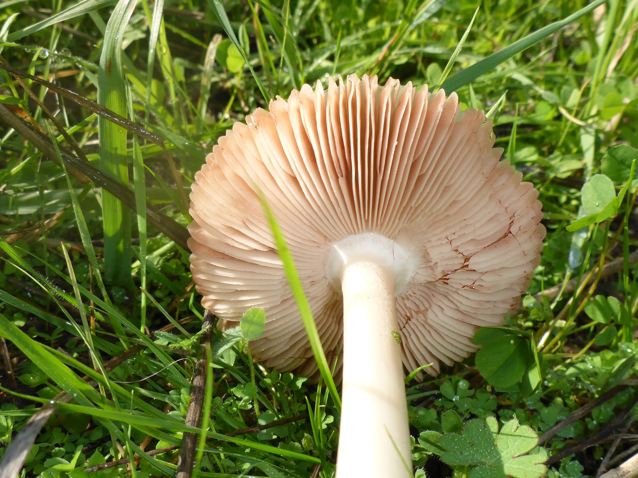 Volvariella gloiocephala image