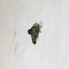 Telamona decorata