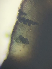 Rhizocarpon badioatrum