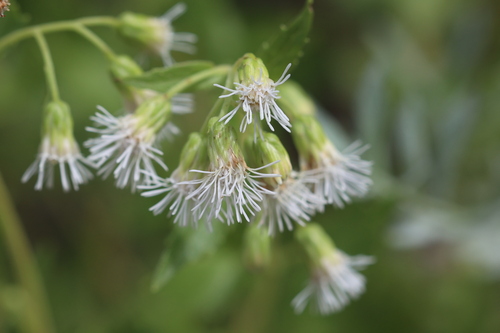 Fendler's Brickellbush (Brickelliastrum fendleri)