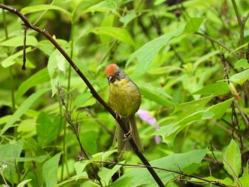Rufous-capped Brushfinch (Atlapetes pileatus), photo 9