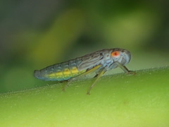 Oncometopia hamiltoni