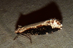 Scardia amurensis