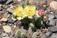 Opuntia × columbiana