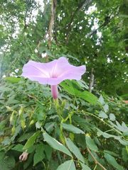 Ipomoea setosa melanotricha