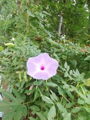 Ipomoea setosa melanotricha