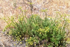 Lomatium papilioniferum