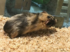 Cavia