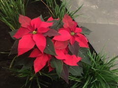 Euphorbia pulcherrima