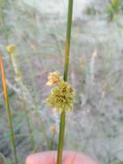 Androtrichum trigynum