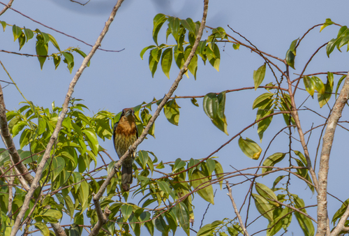 Brown-chested Barbet