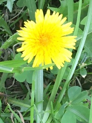 Taraxacum officinale