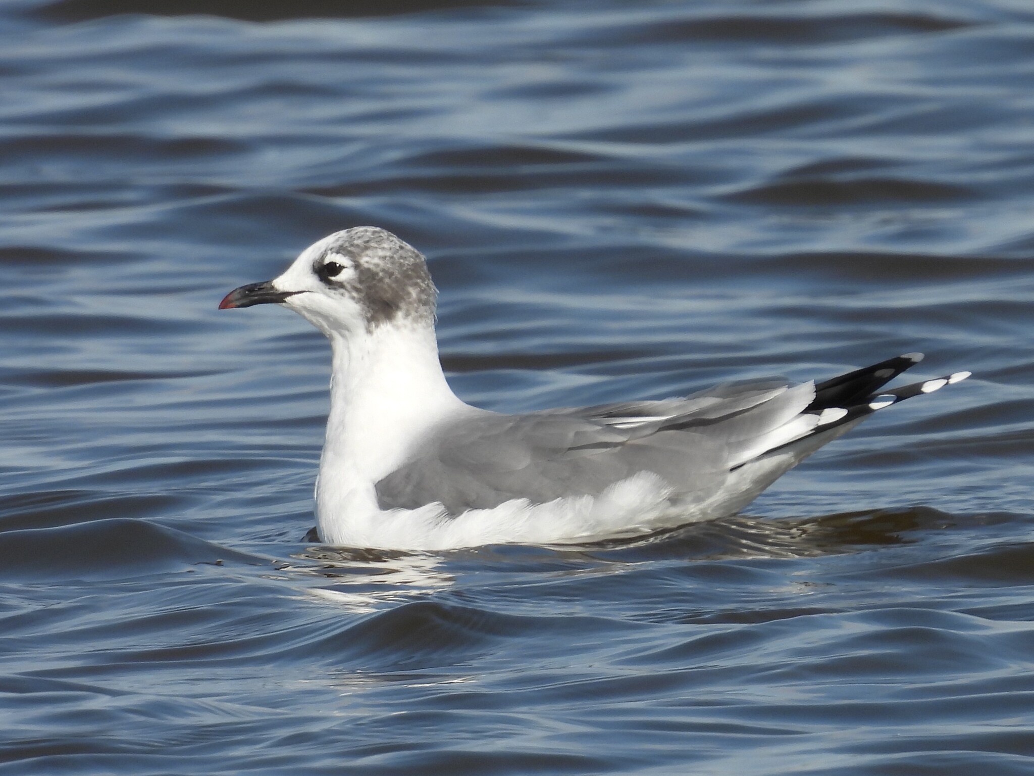 Franklin's Gull